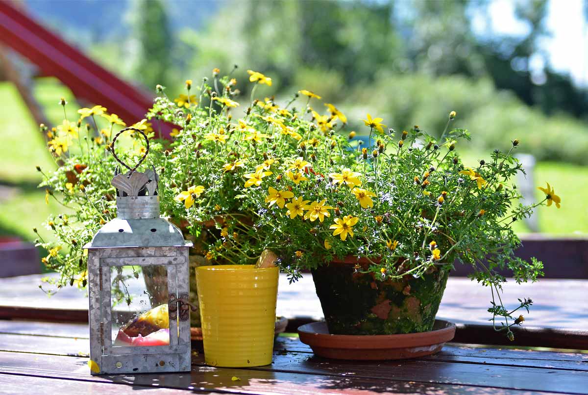 Wunderschöne Blumen auf unserem Hof